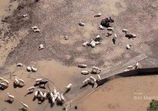Κακοκαιρία Daniel: Απέραντο νεκροταφείο ζώων ο θεσσαλικός κάμπος – Εικόνες σοκ από ψηλά
