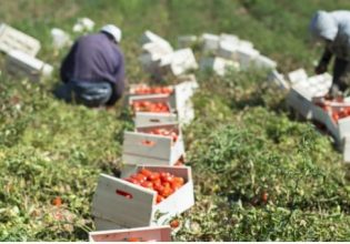 Ιταλία: Τα πλοκάμια της μαφίας στη βιομηχανική ντομάτα – Τα κέρδη δισεκατομμυρίων