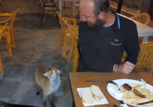 Ναυπακτία: Μια αλεπού είναι ο πιο γλυκός θαμώνας καφενείου