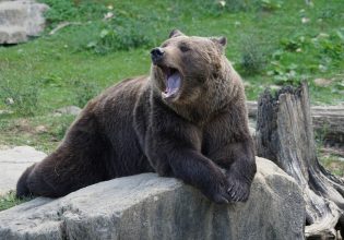Ιταλία: Αντιδράσεις με τον θανάσιμο πυροβολισμό αρκούδας – Ήταν μαζί με τα μωρά της