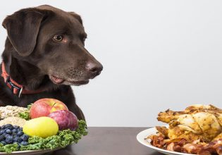 Μαγειρευτή τροφή για τον σκύλο: Τι πρέπει να περιέχει το πιάτο του
