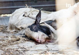 Κακοκαιρία Daniel: «Γροθιά στο στομάχι» οι εικόνες των νεκρών ζώων στη Θεσσαλία
