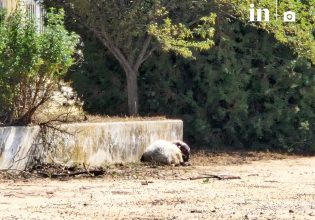 Θεσσαλία: Όσα ζώα σώθηκαν από πνιγμό θα πεθάνουν από ασιτία τις επόμενες ημέρες, λένε κτηνοτρόφοι