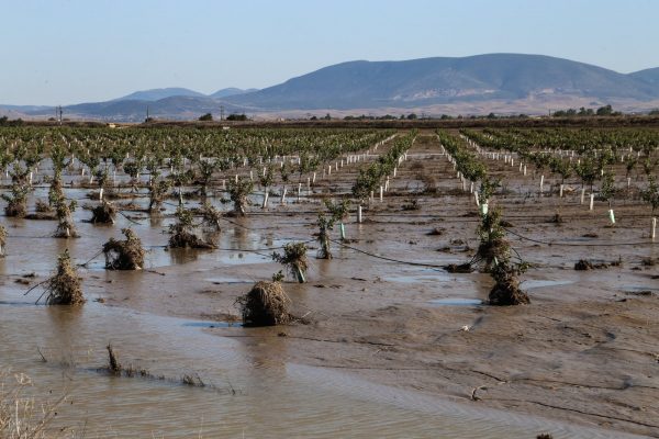 Θεσσαλία: Το χρονοδιάγραμμα πληρωμών ΕΛΓΑ για τις αγροτικές αποζημιώσεις