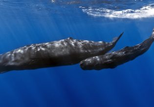Greenpeace: Οι εξορύξεις στην Ελληνική Τάφρο «χαριστική βολή» για φάλαινες και δελφίνια