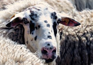 Αιγοπρόβατα: Εντοπίστηκε κρούσμα ευλογιάς στη χώρα μας