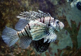 WWF: Προστατεύστε το Αιγαίο τρώγοντας ξενόφερτα είδη ψαριών