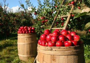 Μήλα: Λιγότερα και πιο ακριβά λόγω της κακοκαιρίας Daniel