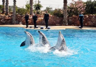 Καταδίκη του Αττικού Ζωολογικού Πάρκου για τις παραστάσεις με τα δελφίνια