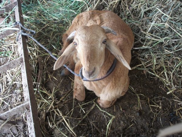 ΠΑΑ: Στα 9 εκατ. ευρώ οι γενετικοί πόροι στην κτηνοτροφία