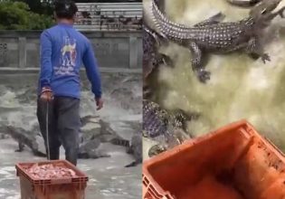 Θαρραλέος αγρότης στην Ταϊλάνδη ταΐζει 10.000 κροκόδειλους κάθε ημέρα