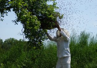 Μελισσοκόμοι: Καταδικασμένη μία περιοχή χωρίς μελισσοκομία