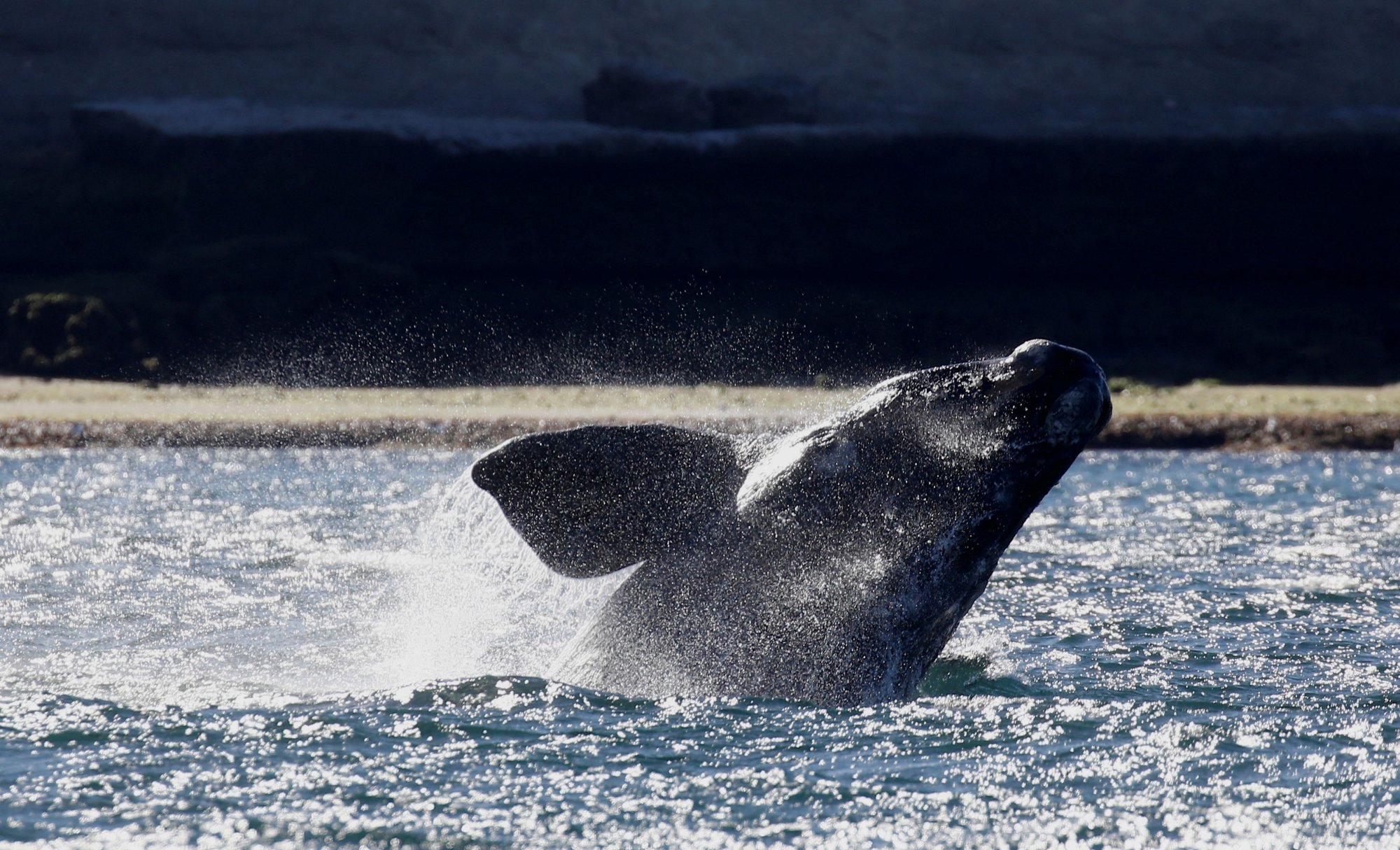 Η διάσωση μια νεαρής μεγάπτερης φάλαινας