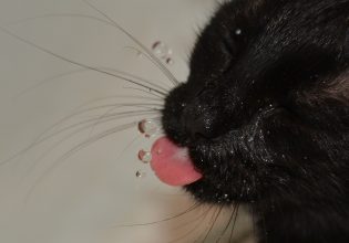 Η γάτα μου πίνει πολύ νερό. Να ανησυχήσω;