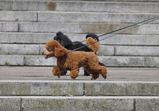 Σκύλος: Πώς μαθαίνει να πηγαίνει ήρεμα βόλτα, δίπλα στον κηδεμόνα του