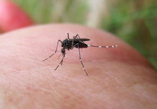 Τροποποιημένα κουνούπια σχεδόν εξαφάνισαν τον δάγκειο πυρετό στην Κολομβία