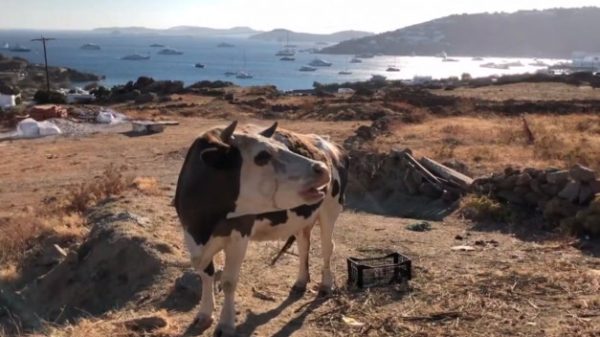 «Η αγελάδα βγήκε από το χωράφι και μας εμβόλισε» – Αφήνουν τα ζώα χωρίς επίβλεψη