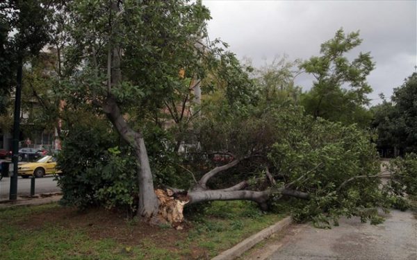 Οι θυελλώδεις άνεμοι ξερίζωσαν μεγάλο πλάτανο στη Θεσσαλονίκη – Έπεσε σε οχήματα