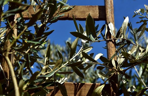 Ανατολική Μακεδονία: Κίνδυνος απένταξης νέων αγροτών λόγω ακαρπίας της ελιάς