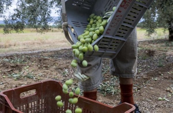 ΔΥΠΑ: Παράταση στην υποβολή αιτήσεων ανέργων για εργασία στον πρωτογενή τομέα