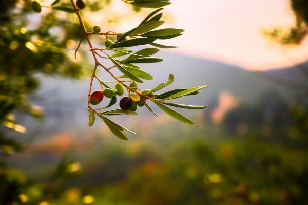 Αχαΐα: Έκλεψαν πάνω από 10 τόνους ελιές – Τρεις συλλήψεις