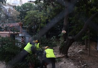 Τα δέντρα της πλατείας Εξαρχείων… άναψαν «φωτιές»