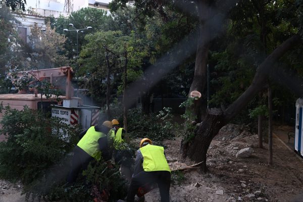 Τα δέντρα της πλατείας Εξαρχείων… άναψαν «φωτιές»