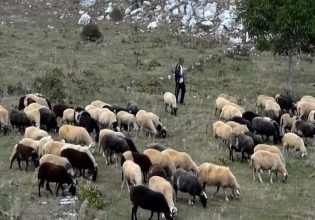 Σταύρος Κελέτσης: Πρότυπα επιδοτούμενα κτηνοτροφικά πάρκα και στον Έβρο