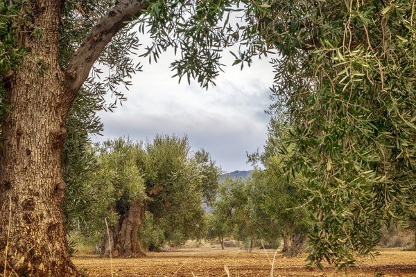 Εταιρείες security, περιπολίες και κάμερες ασφαλείας σύμμαχοι ενάντια στις κλοπές ελαιοκαλλιεργειών