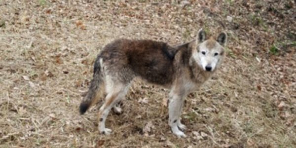 Τρόμος στη Λαμία: Οι λύκοι κατέβηκαν στα χωριά – Αντιδράσεις από κτηνοτρόφους