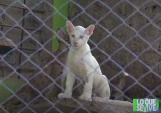 Νικαράγουα: Σπάνιο πούμα με αλμπινισμό «κλέβει» τις εντυπώσεις σε ζωολογικό κήπο