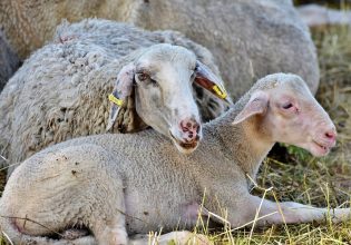 Λέσβος: Προσωρινά μέτρα έκτακτης ανάγκης λόγω κρούσματος ευλογιάς σε αιγοπρόβατα
