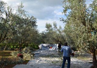 Κρήτη: Ζητούνται εργάτες γης για το μάζεμα της ελιάς – Πλαφόν στα μεροκάματα