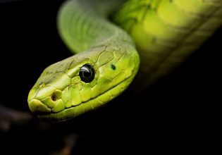 Ολλανδία: «Εξαιρετικά δηλητηριώδες» φίδι κυκλοφορεί στους δρόμους