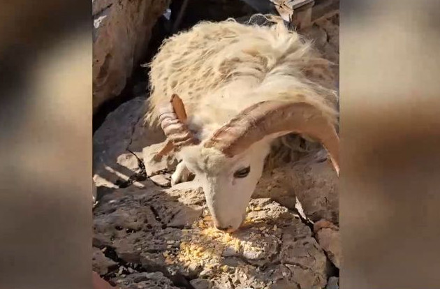 Άφησαν κοπάδι από αιγοπρόβατα σε βραχονησίδα χωρίς νερό και τροφή - Νεκρά 25 ζώα