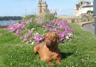 Dogue de Bordeaux, ο σκύλος με τη μεγάλη καρδιά