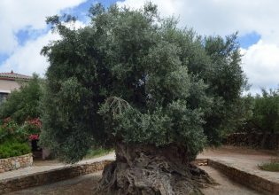 Αίτημα δημάρχου Πλατανιά για παράδοση κότινου από την Αρχαία Ελιά των Βουβών στην Ελληνική Ολυμπιακή Αποστολή