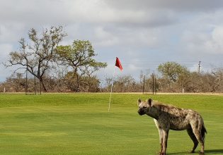 Ν. Αφρική: Θα έπαιζες γκολφ με λιοντάρια, ύαινες και αγριόσκυλα να σε κοιτάζουν, χωρίς περίφραξη;