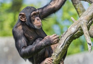 Οι χιμπατζήδες και οι μπονόμπο αναγνωρίζουν τους χαμένους φίλους και συγγενείς τους ακόμη και δεκαετίες μετά!