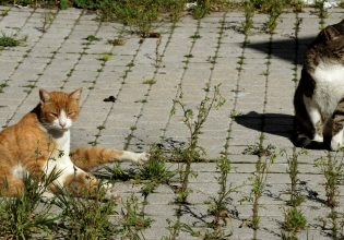 Μάνη: Πάνω από 20 γάτες δηλητηριάστηκαν με φόλα από αρχές Δεκεμβρίου