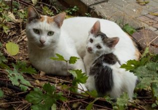 Εγκύκλιος για τα αδέσποτα ζώα συντροφιάς