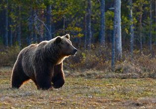 Σε χειμερία νάρκη οι αρκούδες του Αρκτούρου – Νωρίτερα από κάθε άλλη χρονιά