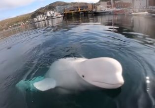 Νορβηγία: Παρακαλείστε να μην παίζετε με την φάλαινα-κατάσκοπο