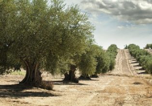 Βόρεια Κυνουρία: Σε αδιέξοδο οι ελαιοπαραγωγοί – Ανύπαρκτη η παραγωγή λόγω ακαρπίας