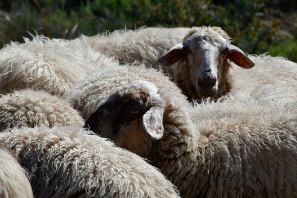 Φθιώτιδα: Τα κρούσματα ευλογιάς των προβάτων φέρνουν μέτρα στη Λαμία