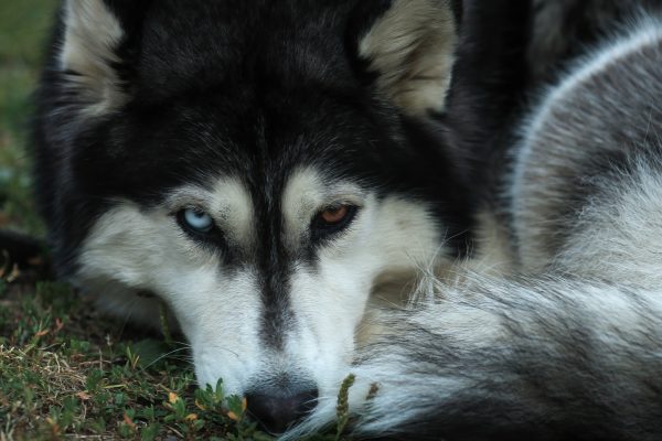 Παράσταση πολιτικής αγωγής από τη Φιλοζωική Ομοσπονδία για το θάνατο του Όλιβερ