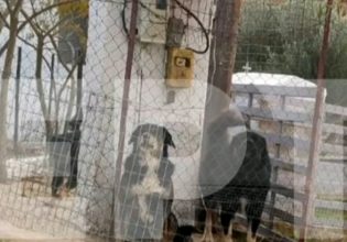 Θεσσαλονίκη: Αυτά είναι τα σκυλιά που κατασπάραξαν με 50 δαγκωματιές την 50χρονη