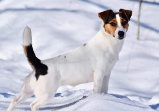 Τζακ Ράσελ Τερριέ: Ένας μικρόσωμος σκύλος με ισχυρή προσωπικότητα