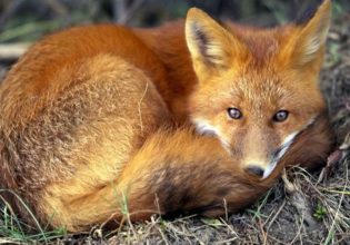 Λύσσα: Πού και πότε ξεκινά ο εμβολιασμός των κόκκινων αλεπούδων