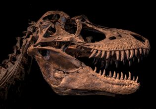 Μεγαλόσαυρος: Η ιστορία της ανακάλυψης του πρώτου δεινόσαυρου